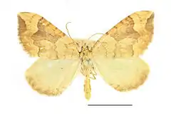 Mounted specimen