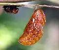 Pupa