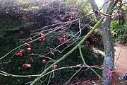 Branch showing fruit remaining after leaf fall