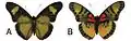 E. s. cyparissoides male dorsal (a); ventral (b)