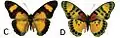 E. s. ferrea female dorsal (c); ventral (d)