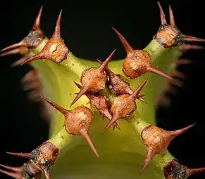 Spines on a young shoot