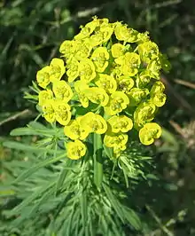 Euphorbia cyparissias (cyathia in an umbel)