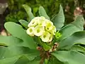 Euphorbia milii in Bangladesh.