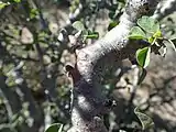 The semi-succulent stems and gray bark