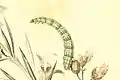 Larva