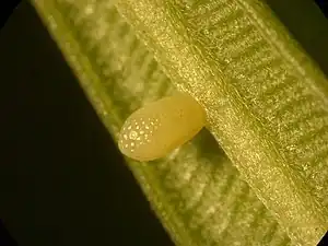 Egg