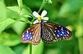 Striped blue crow, genus Euploea