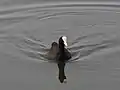 Eurasian Coot