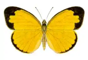 Dorsal view