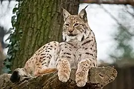 European lynx