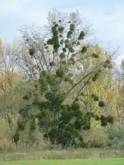 Mistletoe growing on poplar