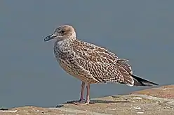 Juvenile, Portugal