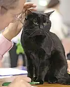 Black cat being petted