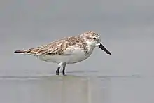 A bird in low water