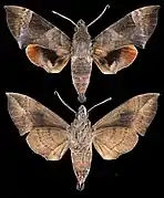 Eurypteryx alleni