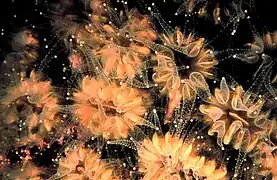 Polyps of Eusmilia fastigiata