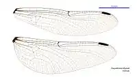 Female wings