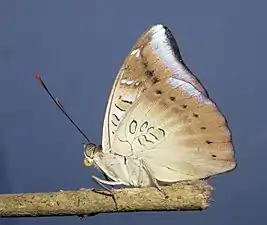 Ventral view (female)