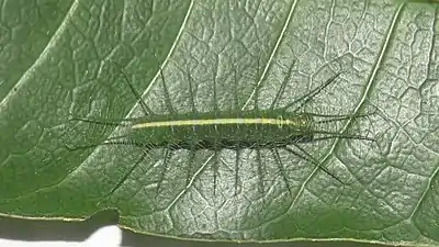 Larva