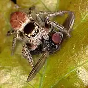 Female with prey