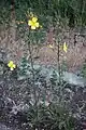 Oenothera elata: basal & stem leaves, reddish stems, large yellow flowers, & drying orange-red flowers