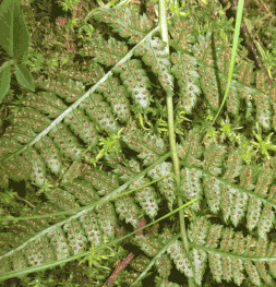 Sori on the underside of the fronds