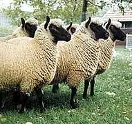 UK Clun ewes imported to the Netherlands