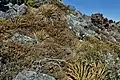 Typical habitat on Mt. Isobel, Hanmer Springs