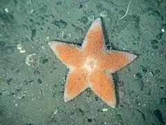 Pteraster sp.