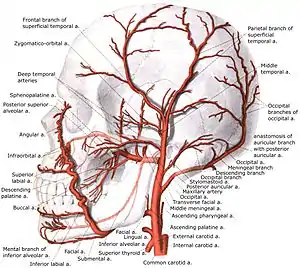 External carotid artery with branches