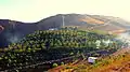 Eynali artificial forest in the north of the Tabriz