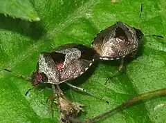 Mating