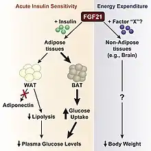 FGF21 regulation diagram