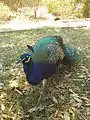 Indian peafowl