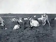 Black and white photo of baby reindeer