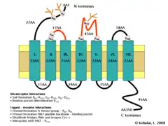 Schematic diagram of the formyl peptide receptor 1. Transmembrane helices of the receptor are represented by blue-green cylinders while the cell membrane in which the receptor is imbedded is depicted in yellow. The extracellular face of the cell membrane is on top while the intracellular (cytoplasmic) face is on the bottom. Extracellular loops of the FPR responsible for N-for-Met-Leu-Phe (Nfor-MLF) binding are shown in red.