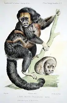 Drawing of black monkey