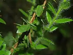 Leaves and thorns