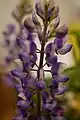 Lupinus succulentus (Arroyo Lupine Succulent)