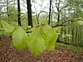 Fagus sylvatica