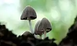 The Fairy Inkcap, Coprinellus disseminatus, rarely ventures forth alone