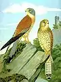 Lesser kestrel