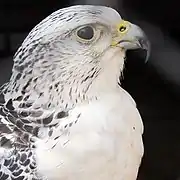 Gyrfalcon