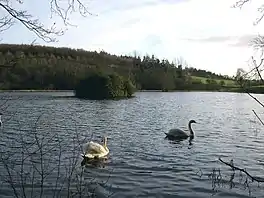 Serene lake with two swans and islet with woods in background