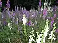 On the summit area, deforested by the storm, there are now clumps of foxglove