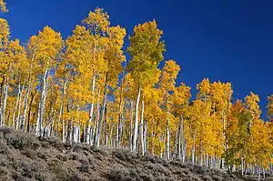 Image 41Pando, considered one of the heaviest and oldest organisms on Earth. (from Utah)