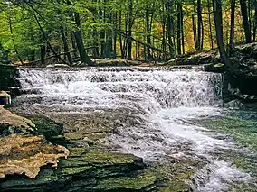 Waterfall at Salt Springs State Park