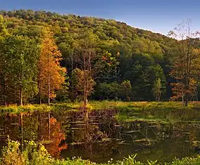 A wooded mountain with bright fall leaves is reflected in a small lake with many plants sticking out of the surface