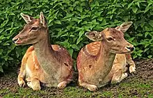 Fallow deer